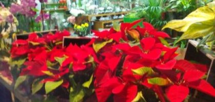 Miniatura del artículo