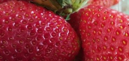 Miniatura del artículo