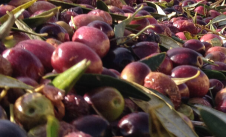 Puesto de aceitunas en Zarza de Montánchez , Albala , Torre de Santa María , Alcuescar ,Almoharin , Miajadas