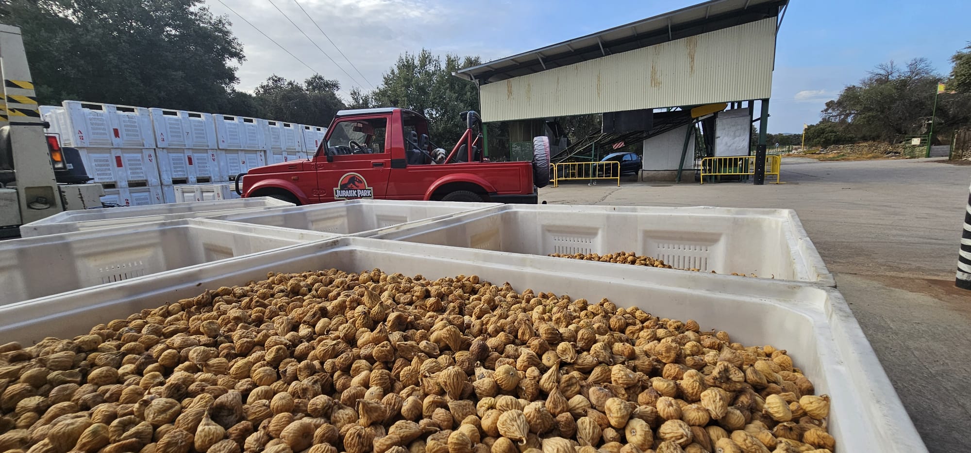 Comprar higos en Cáceres Montánchez Alcuescar Almoharin Zarza de Montánchez