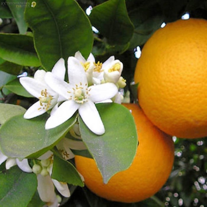 Central Hortofrutícola Extremadura Naranjas Sansuma