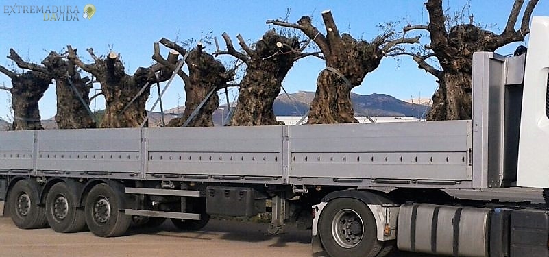 Transportes olivos Explotaciones Extremadura El Loren Badajoz Mérida