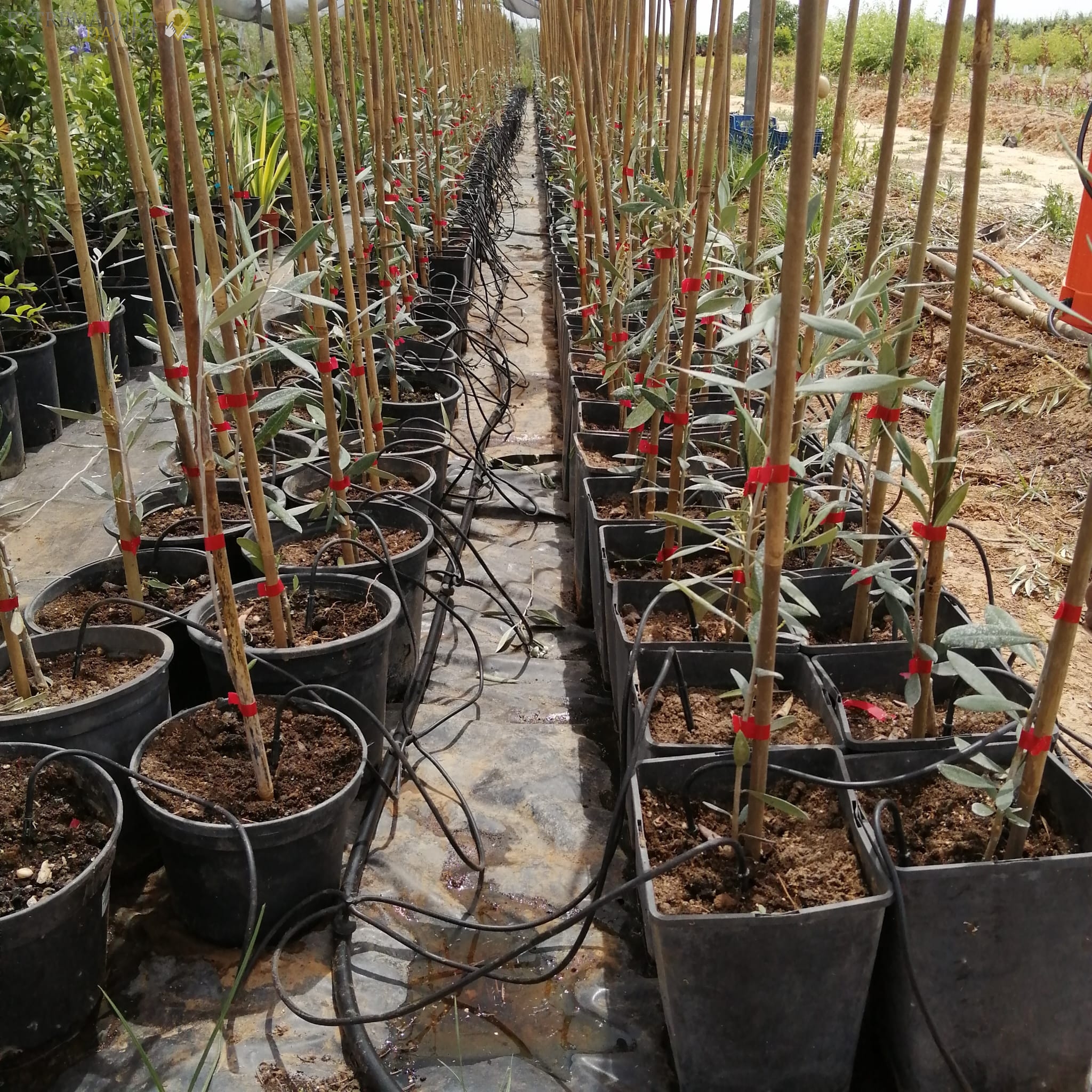 Mayorista de arboles frutales Vivero en Mérida Circujano Producciones propias 