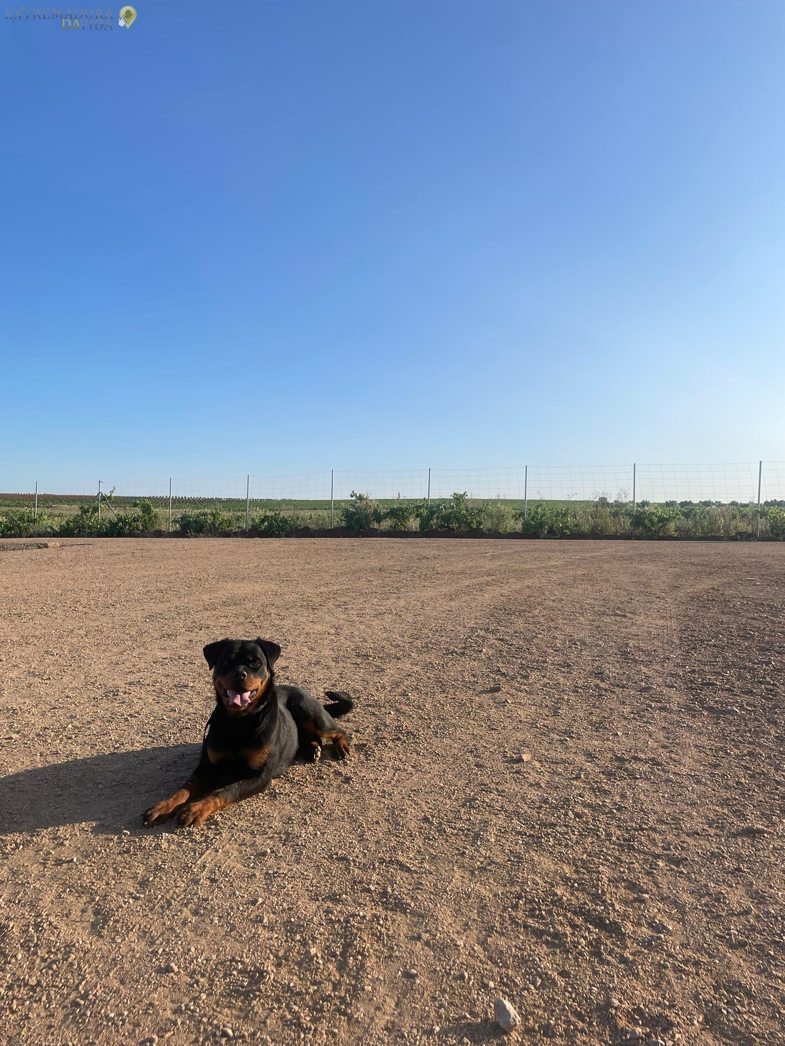 Residencia canina en Almendralejo Aceuchal Villafranca Adiestrador de perros La Laguna 