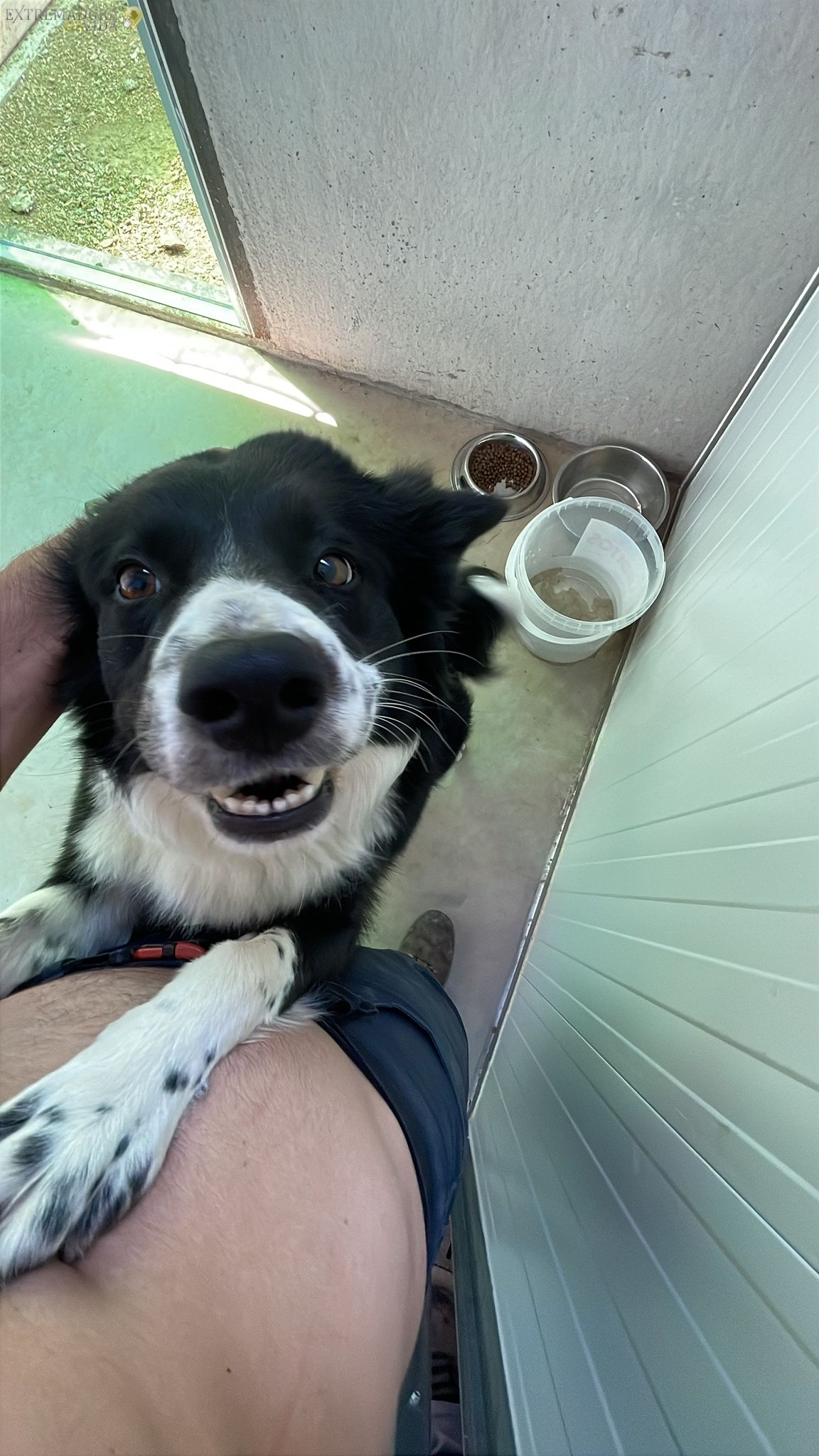 Residencia canina en Almendralejo Aceuchal Villafranca Adiestrador de perros La Laguna