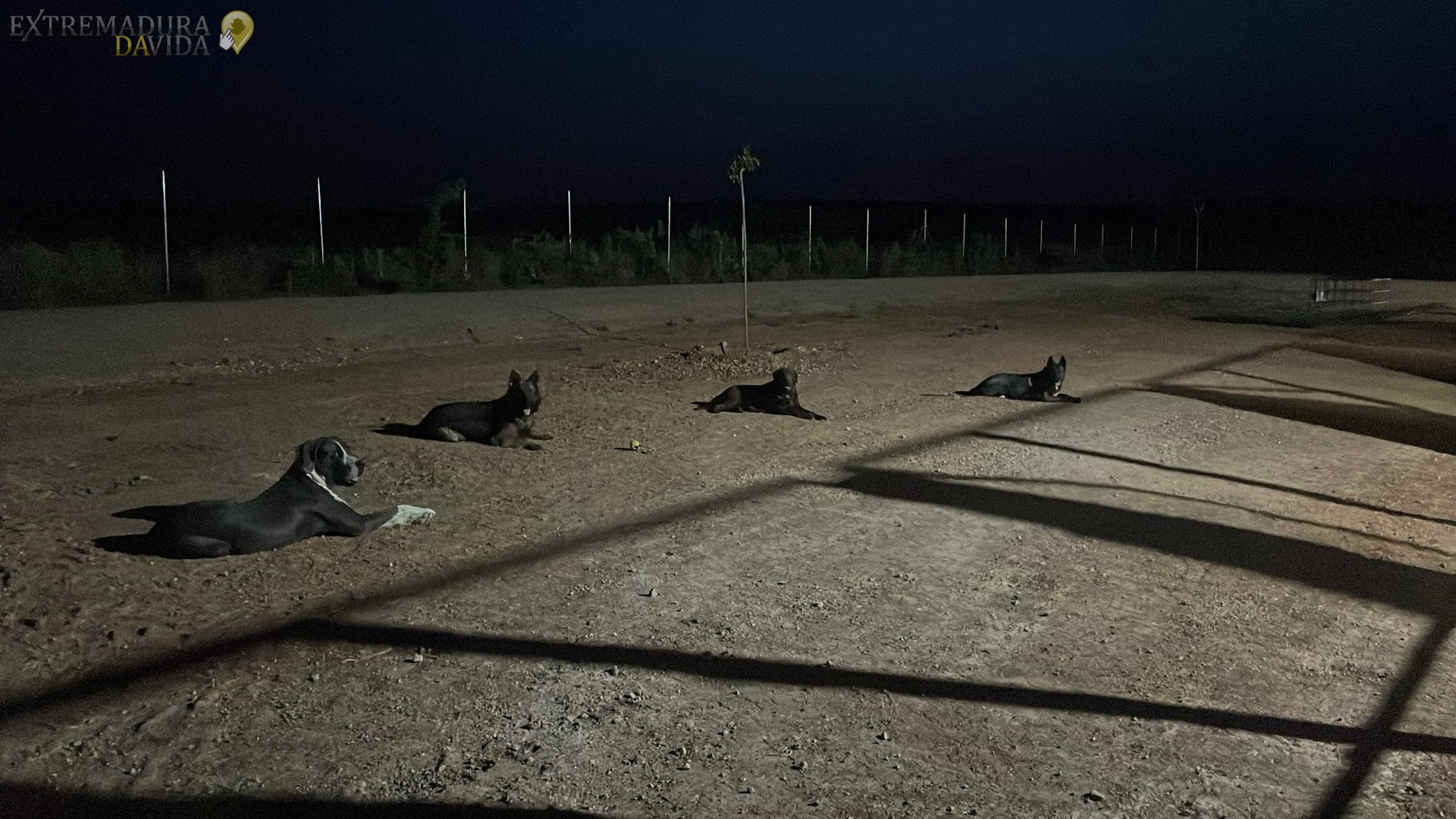 Residencia canina en Almendralejo Aceuchal Villafranca Adiestrador de perros La Laguna