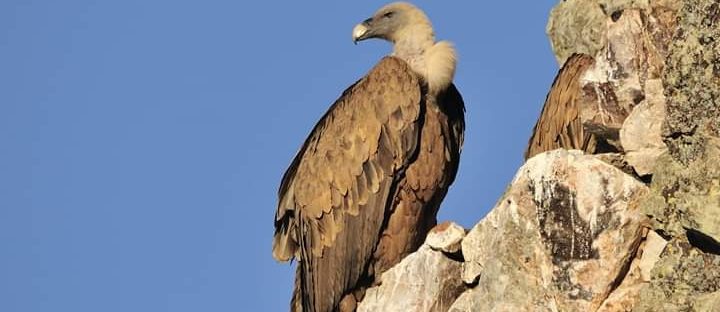 Parque Monfragüe Hinojal Alojamiento Rural Casa el Corralon (2) Parque Monfragüe Casa Rural El Corralón